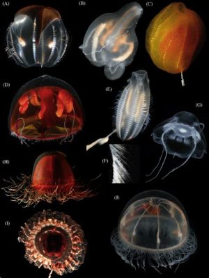  Discomedusa: ¿Un plato volador gelatinoso con tentáculos que te deja sin palabras?