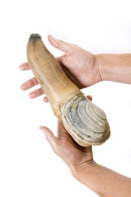  Geoduck: ¿Un molusco de aspecto extraño que se esconde bajo la arena?