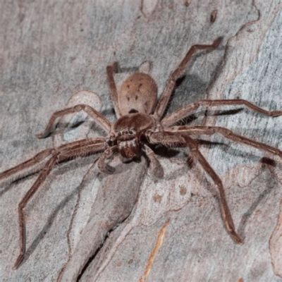  Huntsman Spider: Unveiling the Secrets of a Masterful Ambush Predator with Eight Legs and a Voracious Appetite!