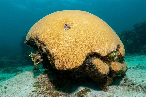  Kempia! ¿Qué clase de coral gigante se esconde en las profundidades del océano?