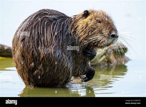  Nutria: ¡Un roedor semiacuático que te sorprenderá con su ingenio!