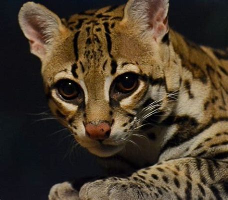  Ocelote: ¡Un Felino Fantasma que Desafía la Noche con Sus Ojos Dorados!