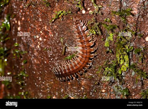  Polydesmida: ¿Un ejército microscópico en tu jardín?