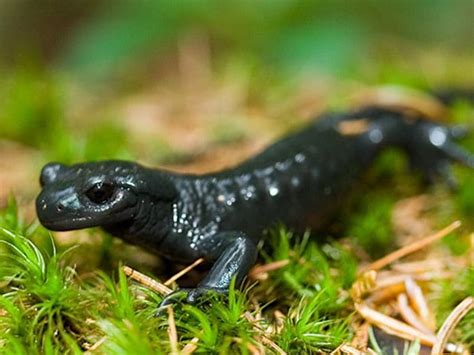  Salamandra Negra: Un Anfibio Nocturno de Piel lisa y Ojos Negros Brillantes!