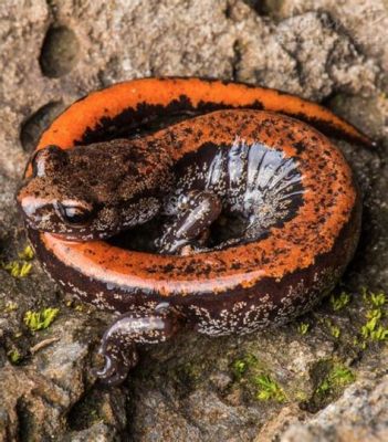  ¡Salamandra de Fuego! Un pequeño anfibio que respira por la piel y se esconde entre las rocas