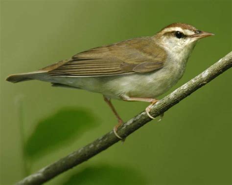 ¿Conoces al Swanson's Warbler? Un ave migratoria con una melodía incomparable que te dejará sin aliento!