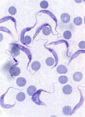  Trypanosoma: ¿Un parásito microscópico que puede cambiar el destino de millones?