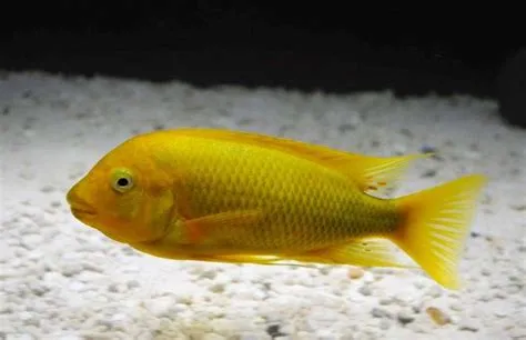  Xenochromis! Un pez que desafía la clasificación y brilla con colores inesperados