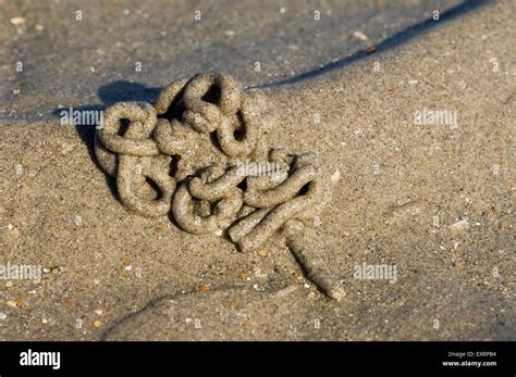  Arenicola marina: ¿Un gusano que se parece a una serpiente con un gusto por la arena?