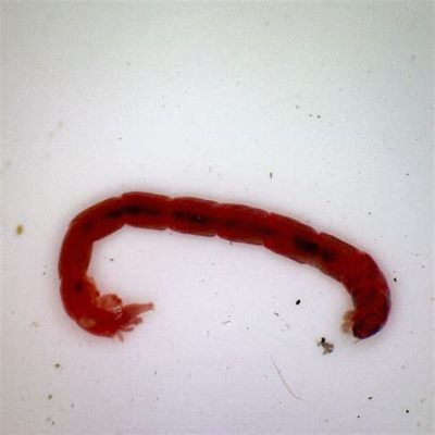  Bloodworm: Una criatura roja como la sangre que respira con branquias y se arrastra en el fondo del mar