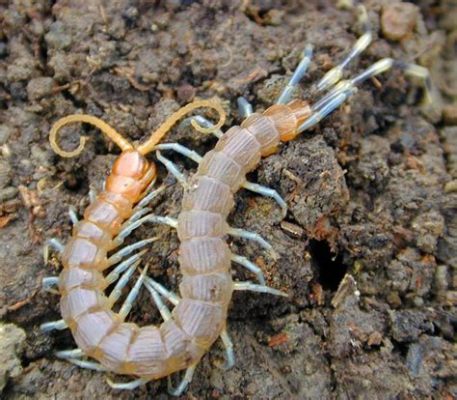  Centipede: Descubriendo a un Maestro de la Locomoción Artrópoda en un Mundo Microscópico