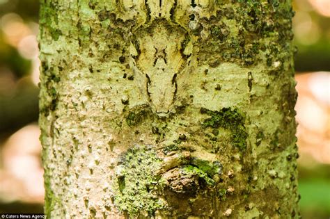  Dominó, el maestro del camuflaje: ¿Puedes encontrar este ave en un bosque tropical?