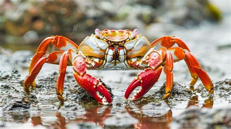  Dungeness Crab: Descubra el encanto de este crustáceo con pinzas poderosas y un caparazón que recuerda a una armadura medieval!