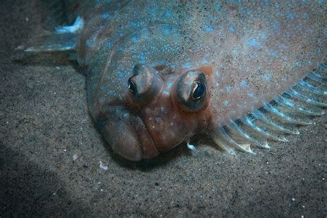  Halibut: ¿Un pez plano que parece un disco volador subacuático?