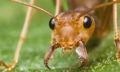  Hormiga ¡Un pequeño gigante con una sociedad más compleja que la tuya!