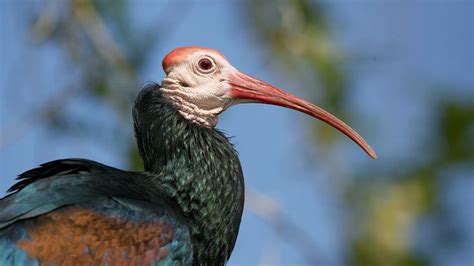  ¡Isabelita la Ibis! Un ave elegante que se alimenta de pequeños animales con su largo pico curvado