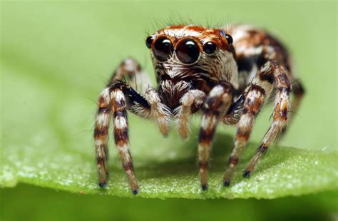  J Jumping Spider: Descubriendo el Mundo Fascinante de las Arañas Cazadoras que Saltan