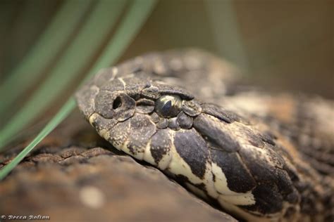  ¡Viboras de Mil Pies: Descubriendo la Fascinante Vida Subterránea de un Artrópodo Curioso!