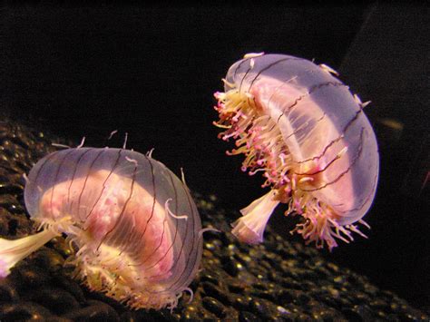  Nectocyla! ¡Un Hydrozoa Transparente que Brilla Bajo el Sol!