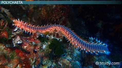  Urochaeta! Un Gusano Marino Con un Talento Sorprendente para la Estirción