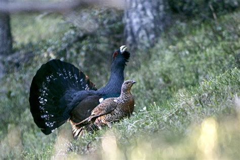  Urogallo: ¡Un ave de bosque que se parece sorprendentemente a una gallina gigante!