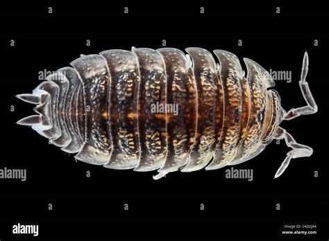  Woodlouse: ¡Un pequeño crustáceo terrestre que desafía las expectativas de su hábitat!