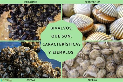  Yellow Mussel: Un Bivalvo Que Desafía La Gravedad Con Su Increíble Sistema de Fijación!