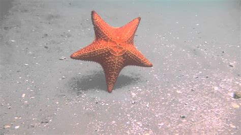  Zoomastigophora: Un microbio con un látigo que baila como una estrella marina en la arena